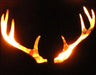  A pair of deer antlers silhouetted against a dark background. The antlers are illuminated from behind, creating a fiery glow.